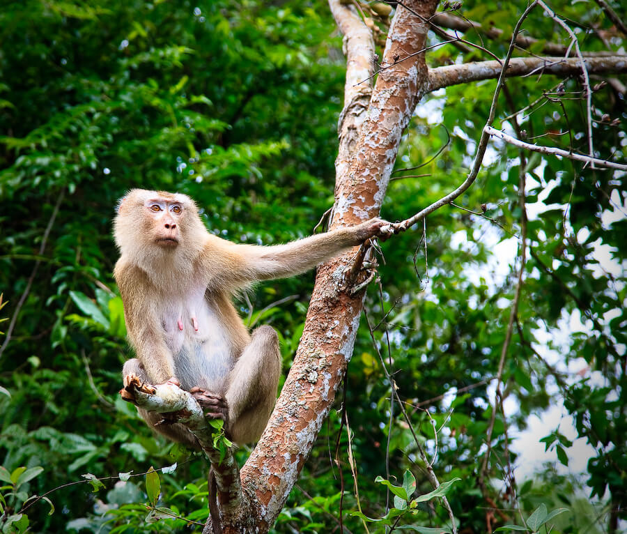 http://www.catbg.net/divi/pictures/Rezervati/Khao%20Yai/A%20monkey%20at%20the%20Khao%20Yai%20National%20Park.jpg