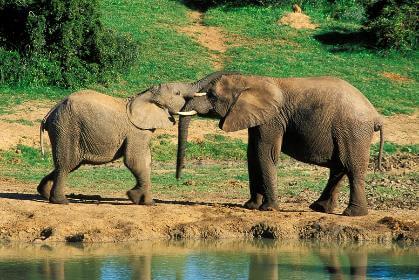 Kết quả hình ảnh cho baanchang elephant