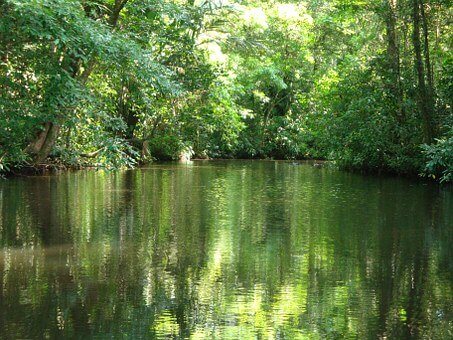 Costa Rica, Tortuguero, La Selva