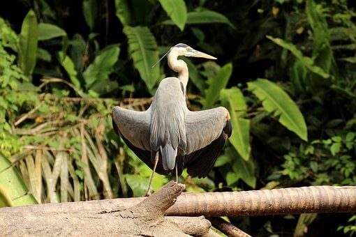 Garza, Garza Canadá, Tortuguero