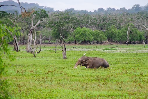 Sri Lanka Elefante, Elefante, Asia
