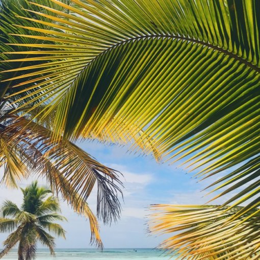 Amarillo y verde hojas de palma en la playa de oro Foto gratis