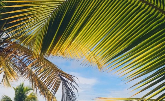 Amarillo y verde hojas de palma en la playa de oro Foto gratis